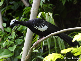 Фото Синегорлый гуан