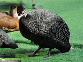 Фото Чубатая цесарка