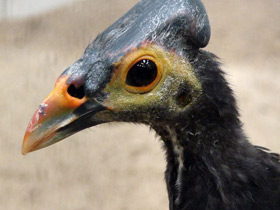 Большеног-малео Большеног-малео