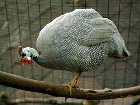 Фото Обыкновенная цесарка