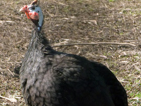 Фото Обыкновенная цесарка