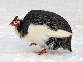 Фото Обыкновенная цесарка