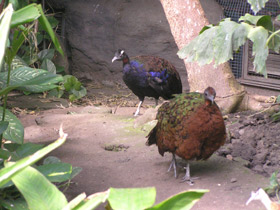 Фото Конголезский павлин