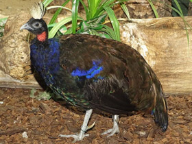 Фото Конголезский павлин