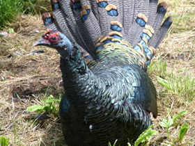 Смотреть фото Глазчатая индейка Фото Глазчатая индейка