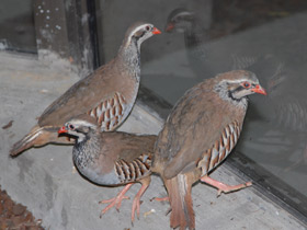 Фото Азиатский кеклик