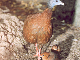 Фото Большой аргус
