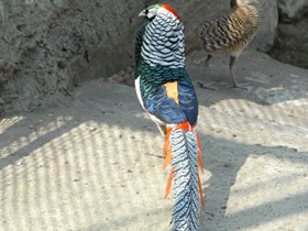 Фото Алмазный фазан