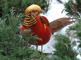 Смотреть фото Золотой фазан Фото Золотой фазан