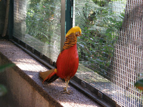 Смотреть фото Золотой фазан Фото Золотой фазан