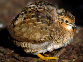 Фото Расписной перепел