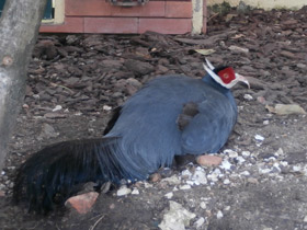 Фото Синий ушастый фазан