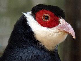 Смотреть фото Тибетский ушастый фазан Фото Тибетский ушастый фазан