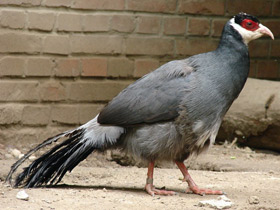 Смотреть фото Тибетский ушастый фазан Фото Тибетский ушастый фазан