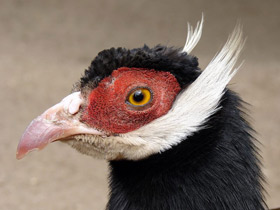 Коричневый ушастый фазан Коричневый ушастый фазан