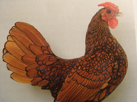 Фото Домашняя курица