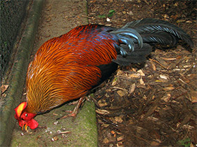 Фото Цейлонская джунглевая курица