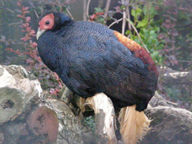 Фото Вилохвостая лофура