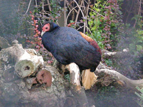 Фото Вилохвостая лофура