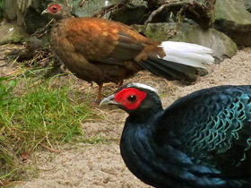 Фото Вьетнамский фазан