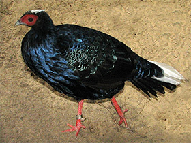 Фото Вьетнамский фазан