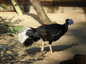 Фото Огненноспинная лофура