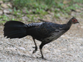 Фото Черная лофура