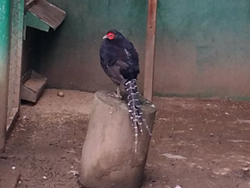 Фото Черная лофура