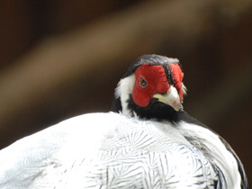 Фото Серебряная лофура