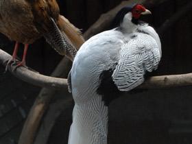 Фото Серебряная лофура