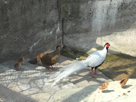 Фото Серебряная лофура