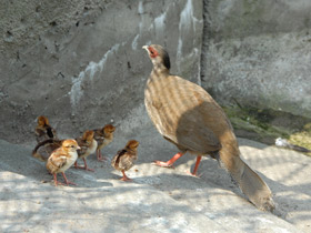 Фото Серебряная лофура