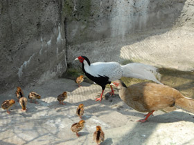 Фото Серебряная лофура