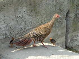 Фото Лофура Свайно