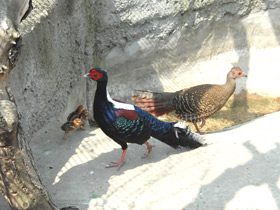 Фото Лофура Свайно