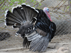 Фото Дикая индейка