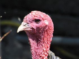 Фото Дикая индейка