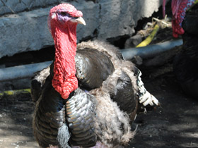 Фото Дикая индейка