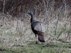 Фото Дикая индейка