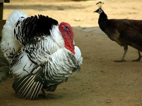 Фото Подкидыш