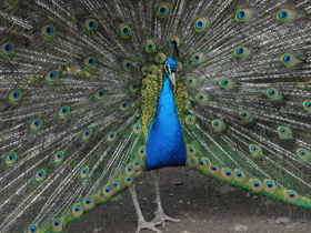 Индийский павлин