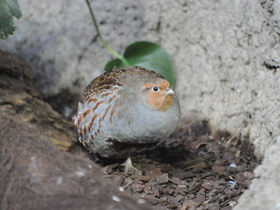 Смотреть фото Формы и краски в мире животных Фото Формы и краски в мире животных