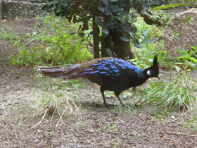 Фото Палаванский павлиний фазан