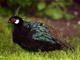 Фото Палаванский павлиний фазан