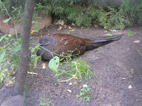 Фото Горный павлиний фазан