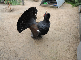 Фото Глухарь