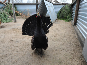 Фото Глухарь