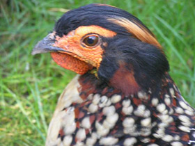 Фото Буробрюхий трагопан