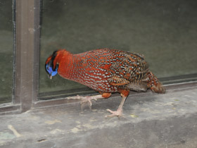 Фото Трагопан-сатир