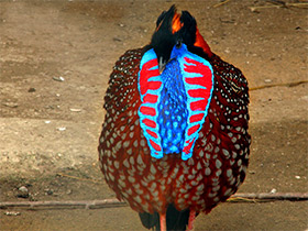 Фото Глазчатый трагопан